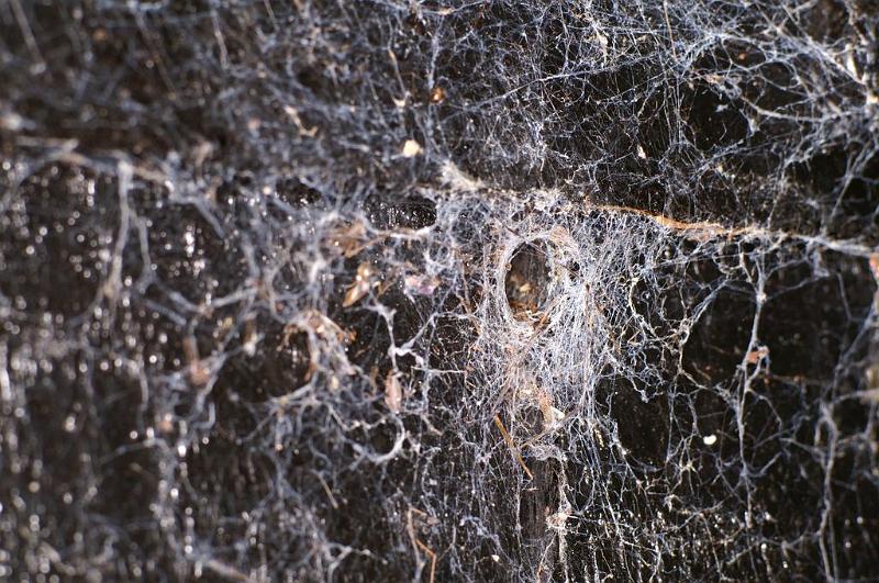 Amaurobius_ZZXYX_D8294_Z_89_Les Gris_Frankrijk.jpg
